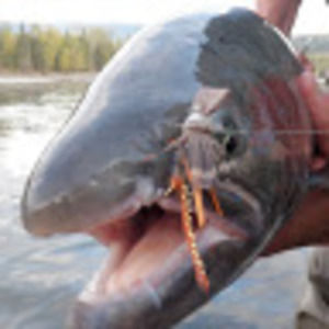 Meet your Posher, Gerald